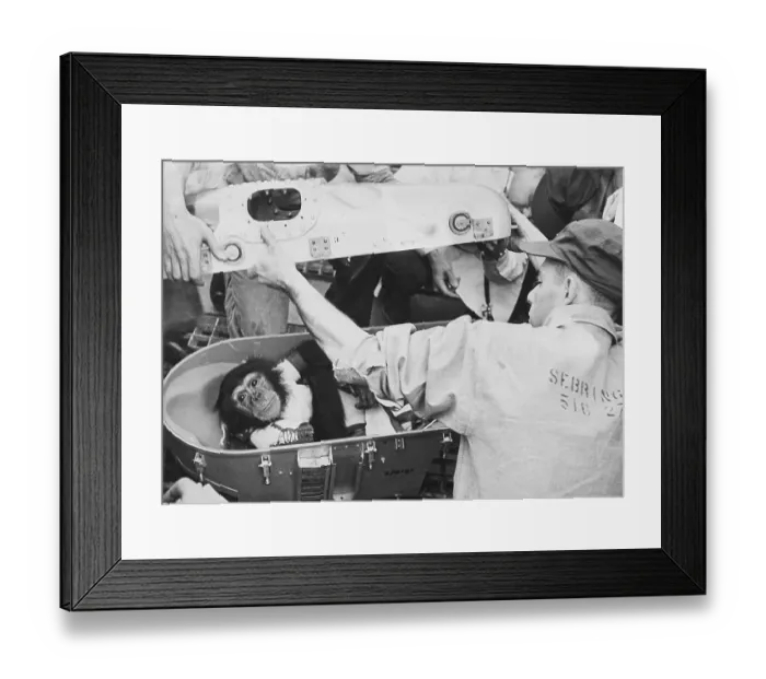 Framed Print : Ham The Space Chimp After Space Flight Framed Print : Ham The Space Chimp After Space Flight
