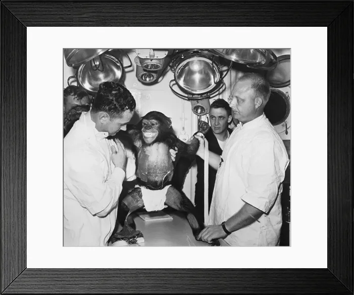 Framed Print : Ham The Chimp After Space Voyage Framed Print : Ham The Chimp After Space Voyage