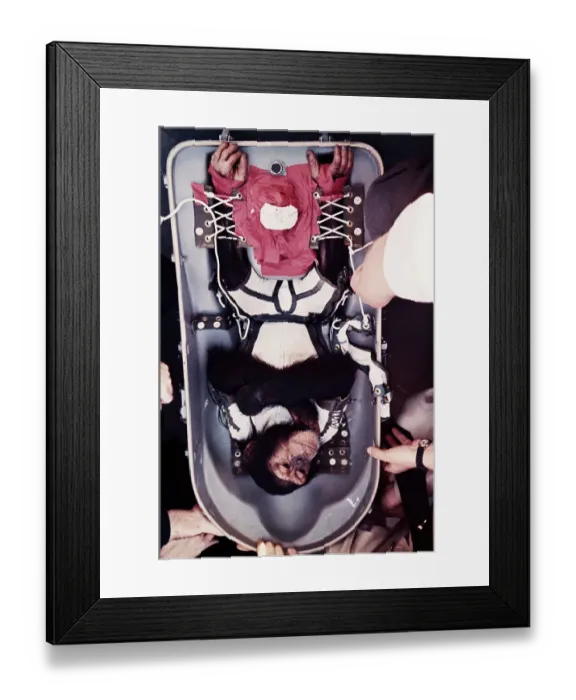 Framed Print : Chimpanzee Being Released from Capsule Framed Print : Chimpanzee Being Released from Capsule