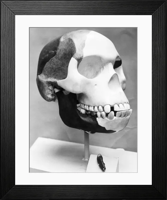 Framed Print : First Cast of Piltdown Man Forgery
