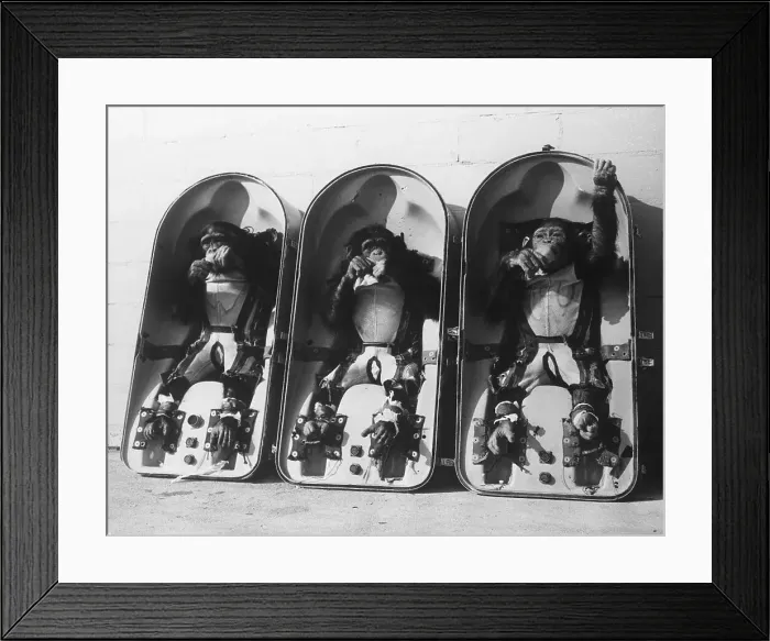 Framed Print : Chimps in Space Modules Framed Print : Chimps in Space Modules