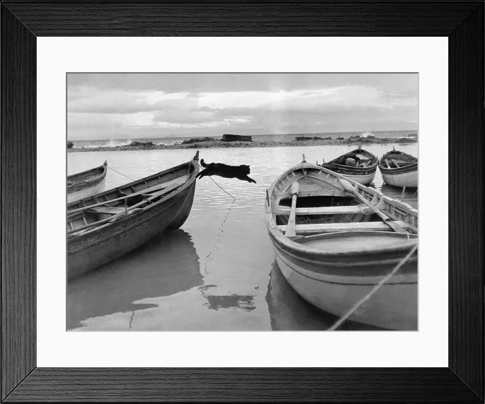 Framed Print : Cat Jumping Betwn Fishing Boats Framed Print : Cat Jumping Betwn Fishing Boats