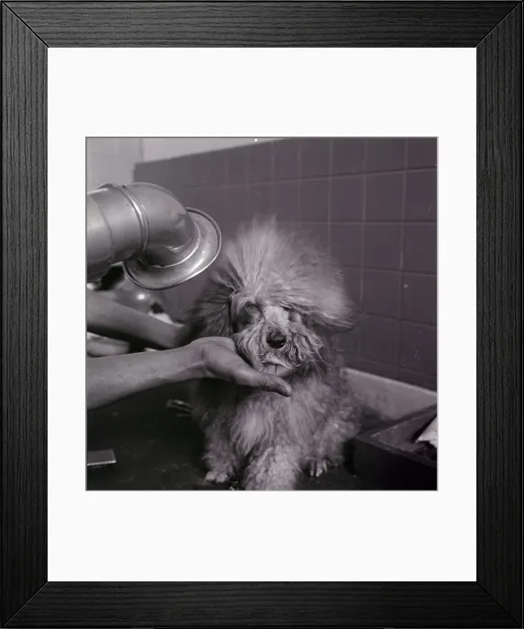 Framed Print : A Dog Gets An Air Dry Framed Print : A Dog Gets An Air Dry