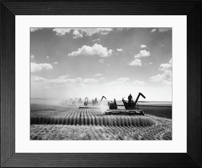 Framed Print : Threshing Grain Framed Print : Threshing Grain