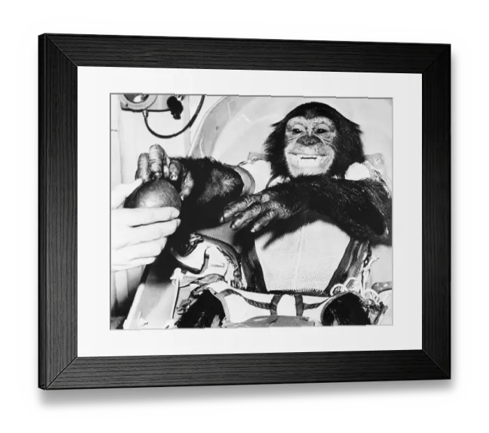 Framed Print : Ham the Chimpanzee in Spacesuit Framed Print : Ham the Chimpanzee in Spacesuit