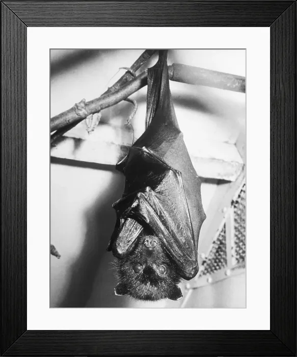 Framed Print : Close-Up of Bat Hanging Upside Down Framed Print : Close-Up of Bat Hanging Upside Down
