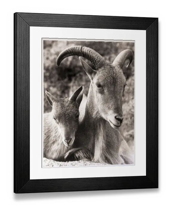 Framed Print : Close-Up of Two Barbary Sheep Framed Print : Close-Up of Two Barbary Sheep