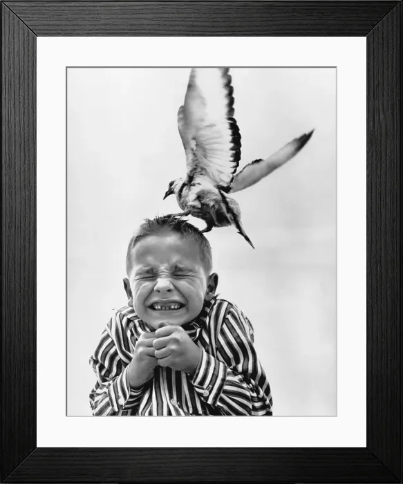 Framed Print : Seagull Attacking Child's Head Framed Print : Seagull Attacking Child's Head