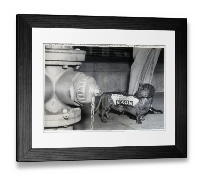 Framed Print : Dachshund With Nixon Campaign Sticker Framed Print : Dachshund With Nixon Campaign Sticker
