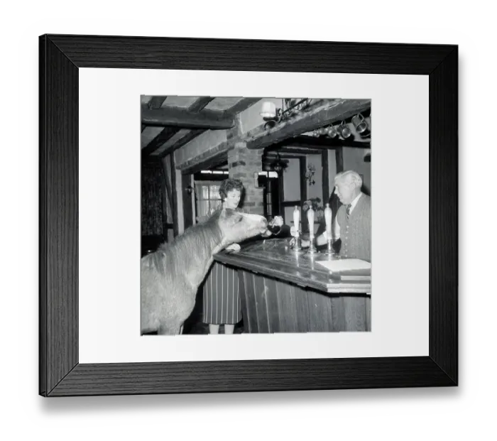 Framed Print : Chico the Pony Drinking Beer at Pub Framed Print : Chico the Pony Drinking Beer at Pub