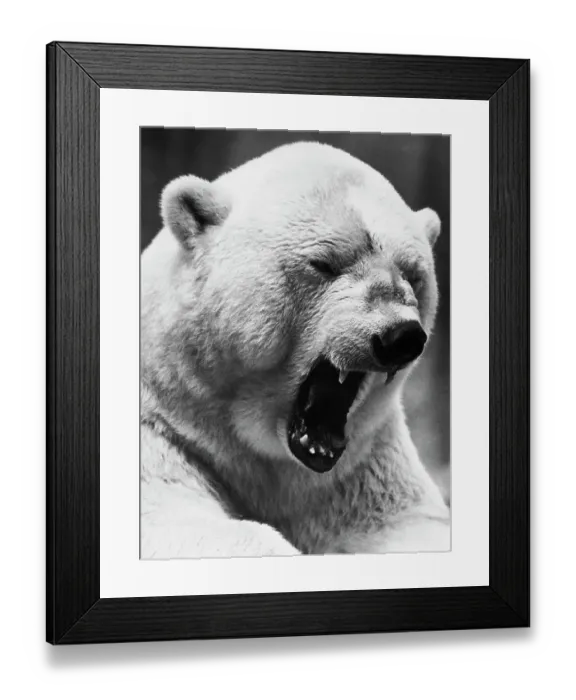 Framed Print : Grimacing Polar Bear Framed Print : Grimacing Polar Bear