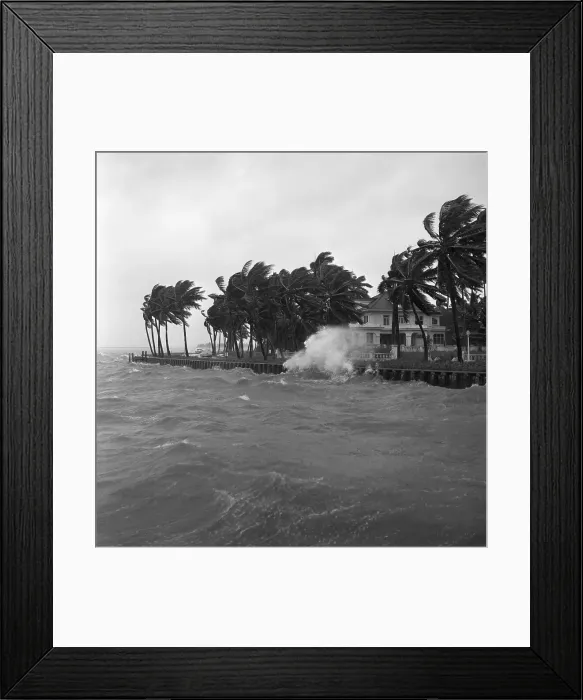 Framed Print : Seawall;Hurricane Winds Lash Palm Trees Framed Print : Seawall;Hurricane Winds Lash Palm Trees