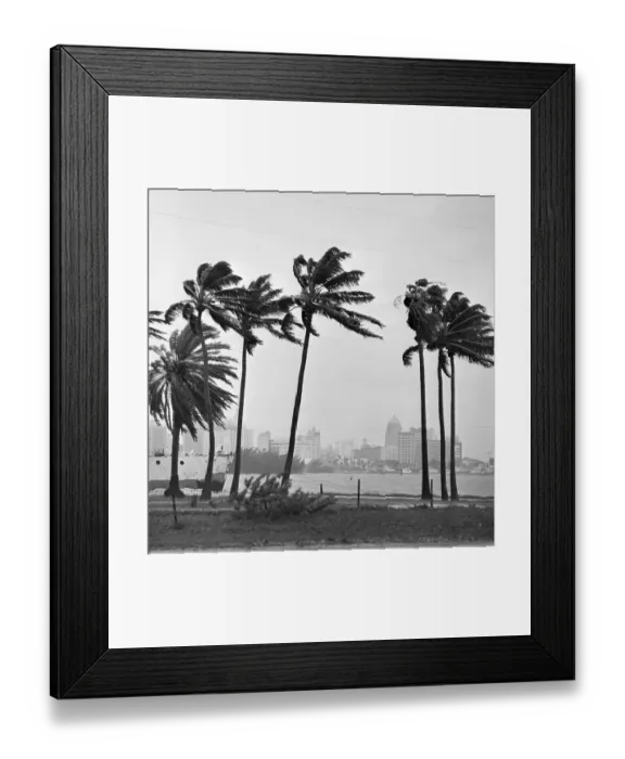Framed Print : Palm Trees Blowing In Wind Framed Print : Palm Trees Blowing In Wind