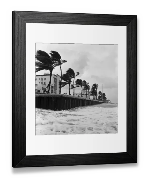 Framed Print : Hurricane Winds Blowing Palm Trees on Beach