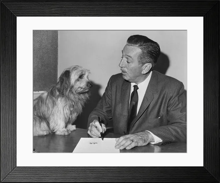 Framed Print : Walt Disney Signing Dog's Movie Contract Framed Print : Walt Disney Signing Dog's Movie Contract