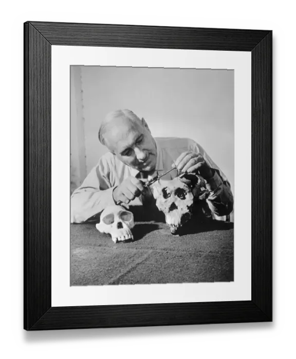 Framed Print : Louis Leakey Looking Over Rare Skull Framed Print : Louis Leakey Looking Over Rare Skull