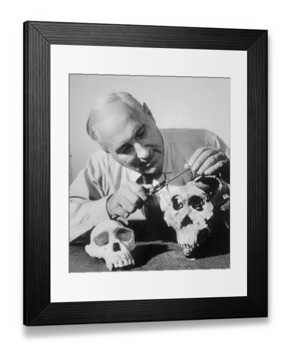 Framed Print : Dr. L.S.B. Leakey Examining Ancient Skull Framed Print : Dr. L.S.B. Leakey Examining Ancient Skull
