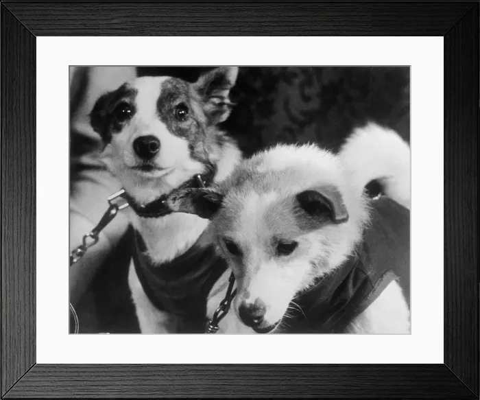 Framed Print : Canine Astronauts Strelka and Belka Framed Print : Canine Astronauts Strelka and Belka