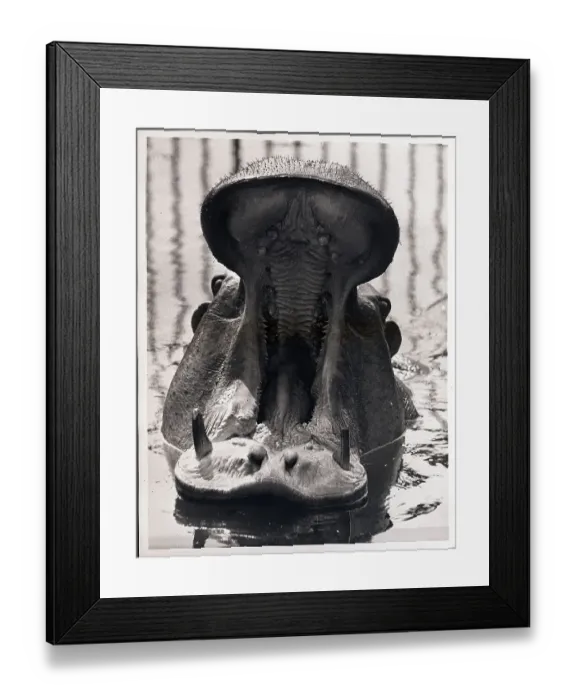 Framed Print : Yawning Hippopotamus Framed Print : Yawning Hippopotamus