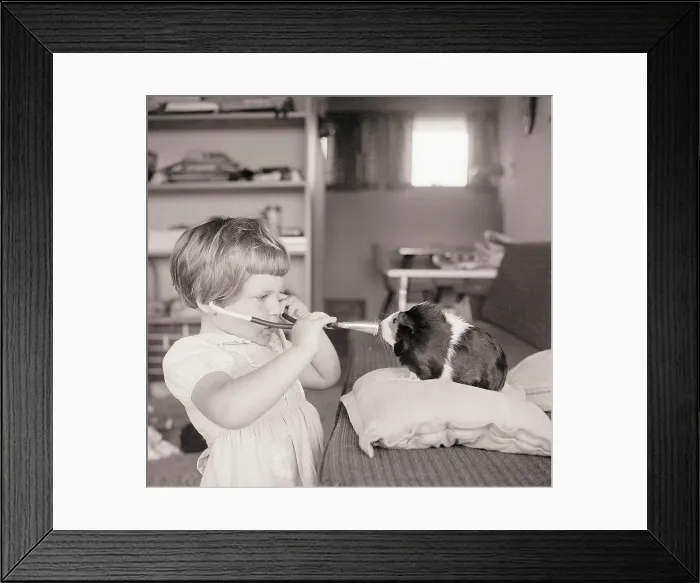 Framed Print : Girl Holds Stethoscope to Pet Guinea Pig Framed Print : Girl Holds Stethoscope to Pet Guinea Pig