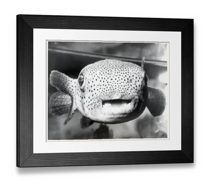 Framed Print : Porcupine Fish Framed Print : Porcupine Fish