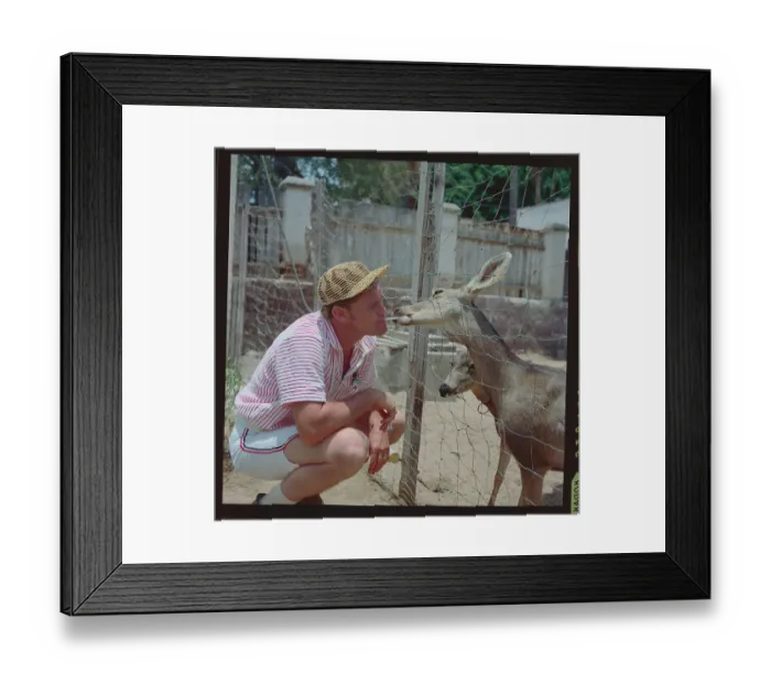 Framed Print : Chuck Connors Playing with Deer Framed Print : Chuck Connors Playing with Deer