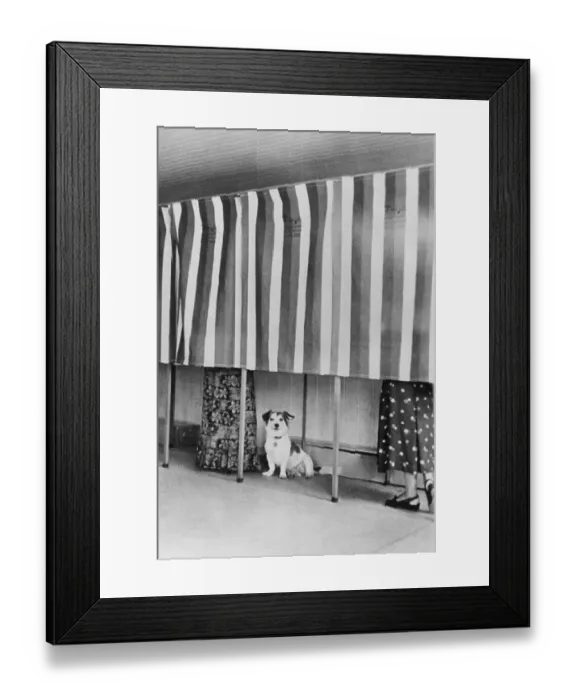 Framed Print : Women in Voting Booth with Dog Framed Print : Women in Voting Booth with Dog