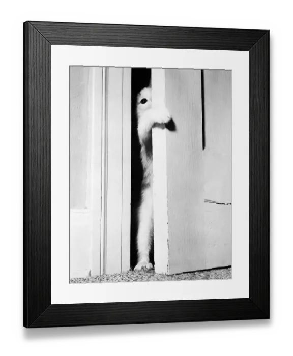 Framed Print : Kitten Looking Through a Doorway Framed Print : Kitten Looking Through a Doorway