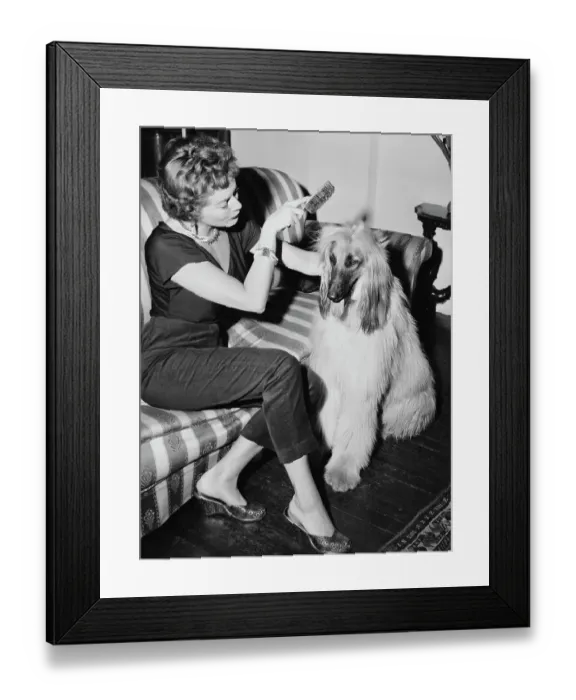 Framed Print : Brush Day. A woman, named Pat, brushes her Afghan Hound dog, US, circa 1960 Framed Print : Brush Day. A woman, named Pat, brushes her Afghan Hound dog, US, circa 1960