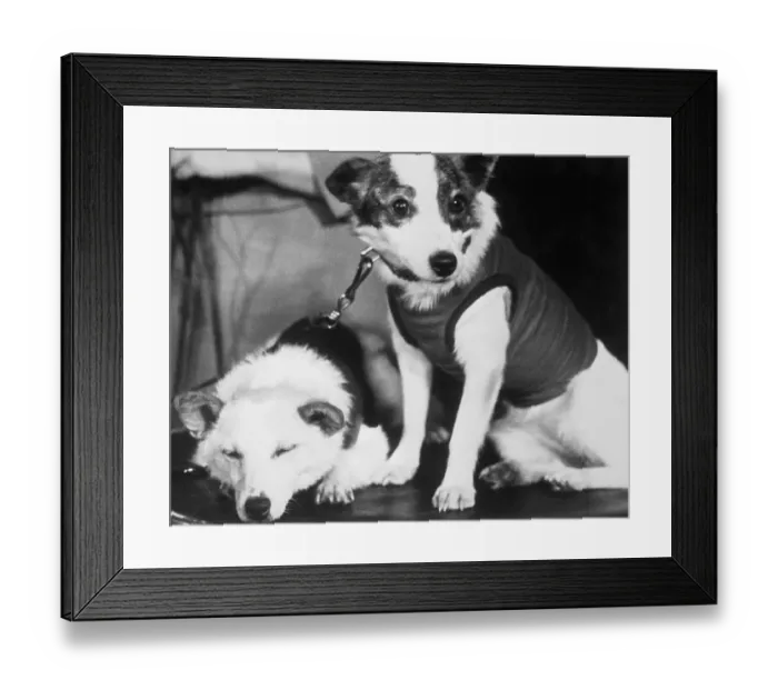 Framed Print : Russian Space Dogs Belka and Strelka Framed Print : Russian Space Dogs Belka and Strelka