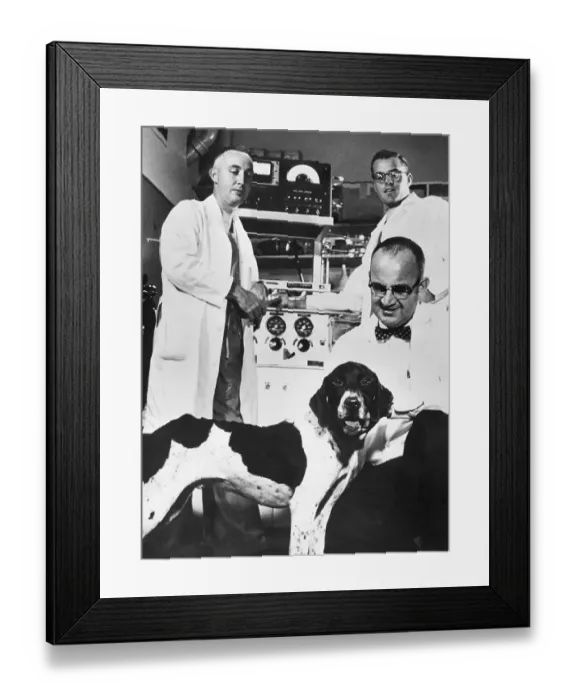 Framed Print : Heart Research Dog and Surgeons Framed Print : Heart Research Dog and Surgeons