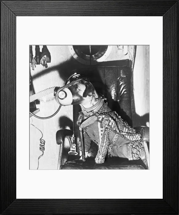 Framed Print : Dog Prepared for Space Travel Framed Print : Dog Prepared for Space Travel