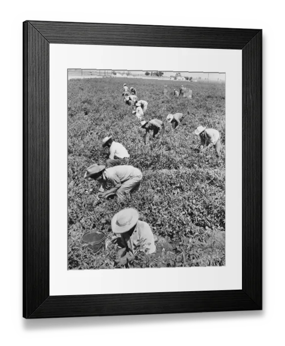Framed Print : Men Working in Tomato Fields Framed Print : Men Working in Tomato Fields