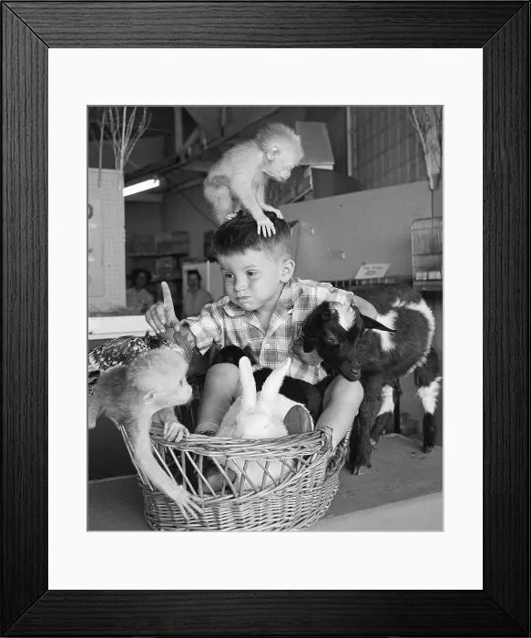 Framed Print : Boy (4-5 years) playing with young animals, International Animal Nursery at Coney Island, Brooklyn, New York City, New York State, USA, August 15, 1959 Framed Print : Boy (4-5 years) playing with young animals, International Animal Nursery at Coney Island, Brooklyn, New York City, New York State, USA, August 15, 1959