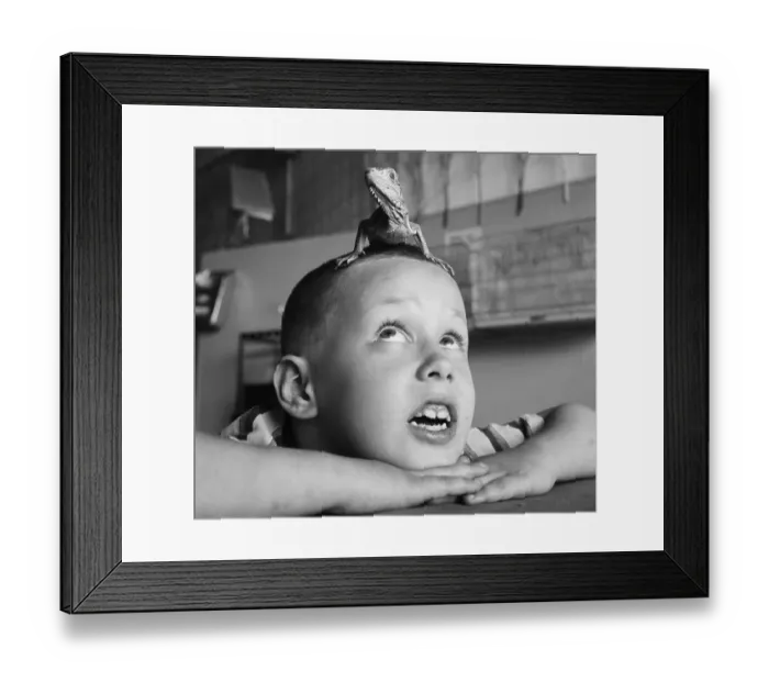 Framed Print : Iguana on Brooklyn Boy's Head
