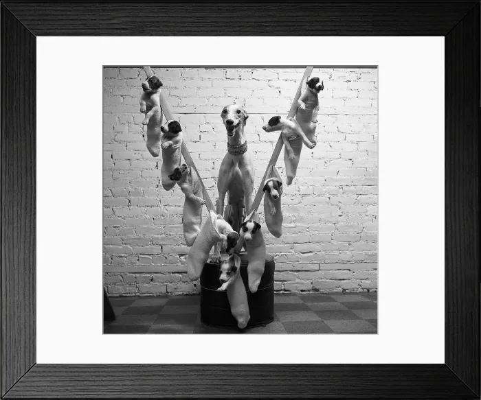 Framed Print : Greyhound with Puppies Hanging in Socks