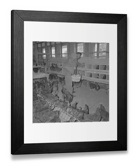 Framed Print : Rikers Prisoner Collecting Eggs from Poultry Department Framed Print : Rikers Prisoner Collecting Eggs from Poultry Department