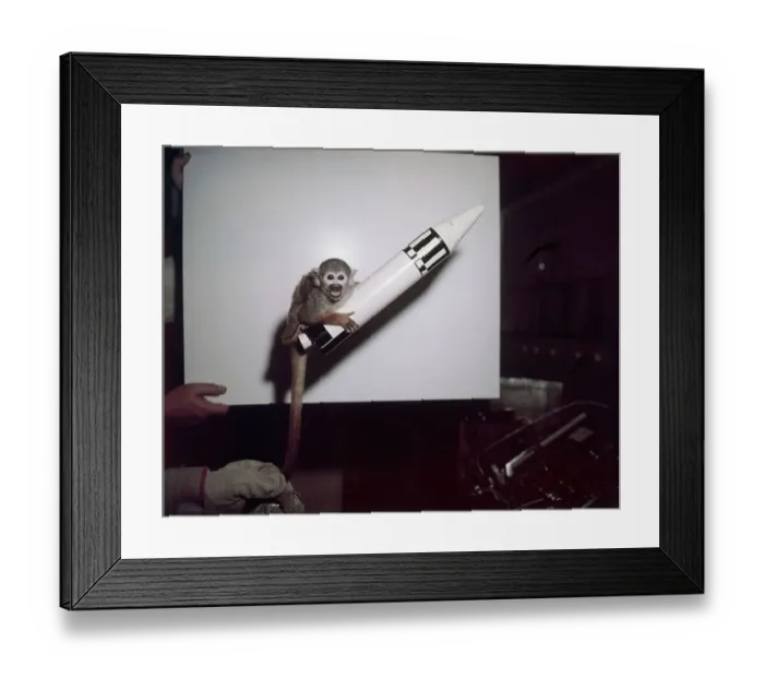 Framed Print : Monkey Being Trained For Space Flight Framed Print : Monkey Being Trained For Space Flight