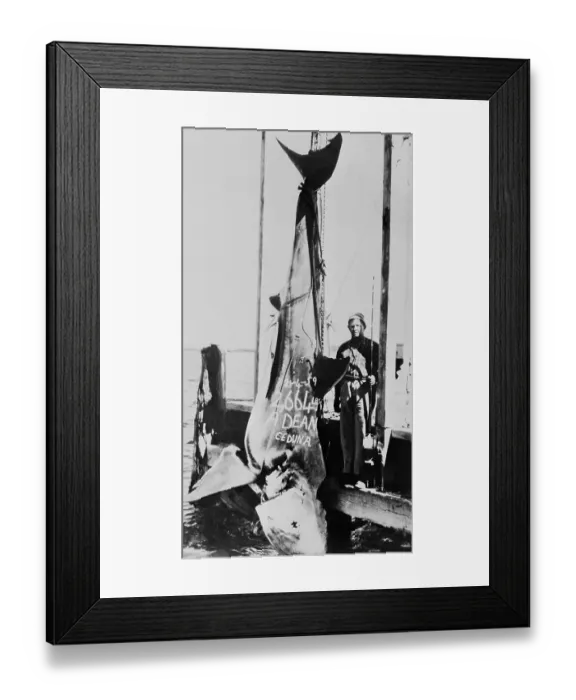 Framed Print : Alf Dean with Record Breaking Great White Shark Framed Print : Alf Dean with Record Breaking Great White Shark