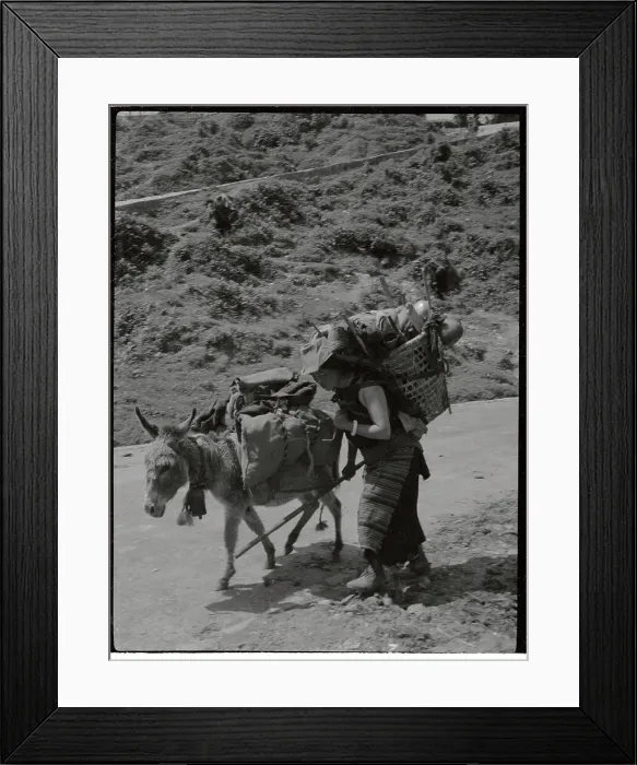 Framed Print : Tibetan Refugee Travelling with Donkey Framed Print : Tibetan Refugee Travelling with Donkey