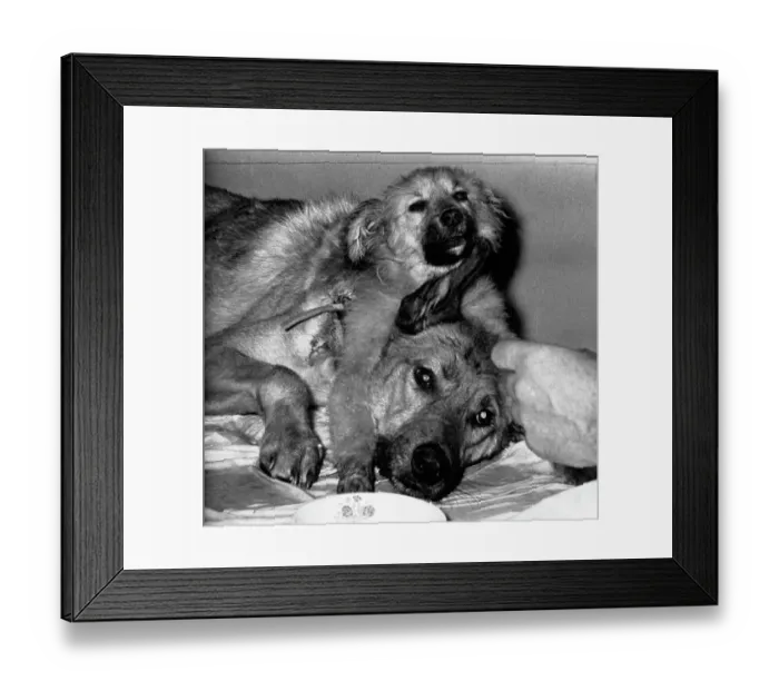 Framed Print : Two-Headed Dog Being Fed Framed Print : Two-Headed Dog Being Fed