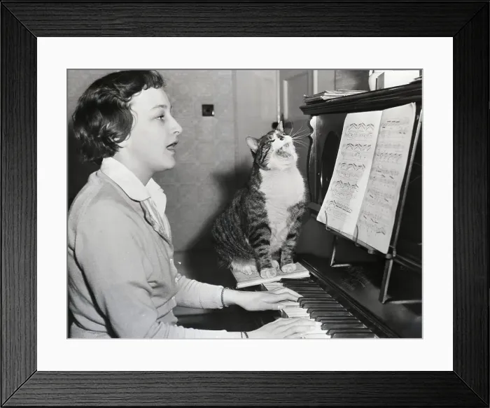 Framed Print : Singing Cat On Piano Framed Print : Singing Cat On Piano