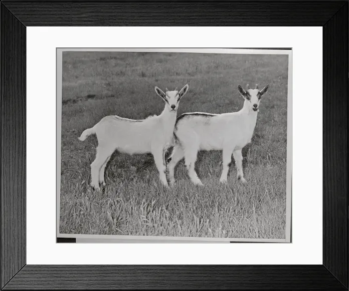 Framed Print : Two Goats. (Original Caption). Get these goats Framed Print : Two Goats. (Original Caption). Get these goats