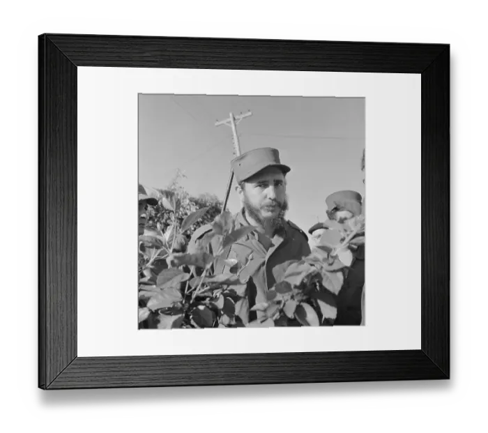 Framed Print : Fidel Castro Walking Through Field Framed Print : Fidel Castro Walking Through Field