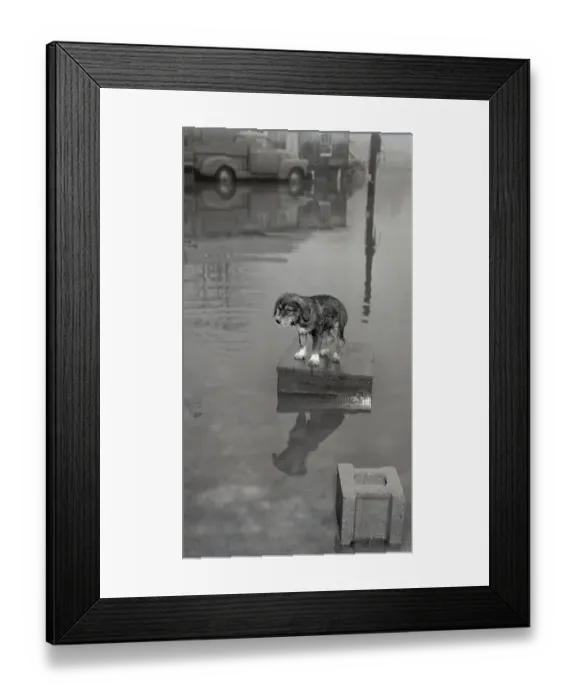 Framed Print : Shaggy But Dry Dog In Middle Of Flooded