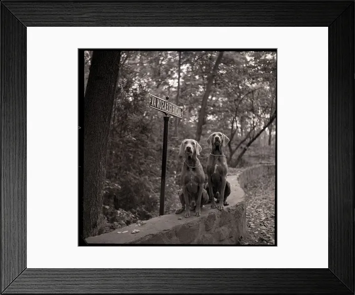 Framed Print : Two Weimaraner Dogs Beside Street Sign Framed Print : Two Weimaraner Dogs Beside Street Sign