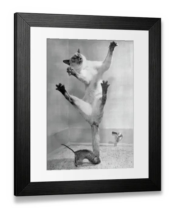 Framed Print : Cat Jumping Over Mouse Framed Print : Cat Jumping Over Mouse