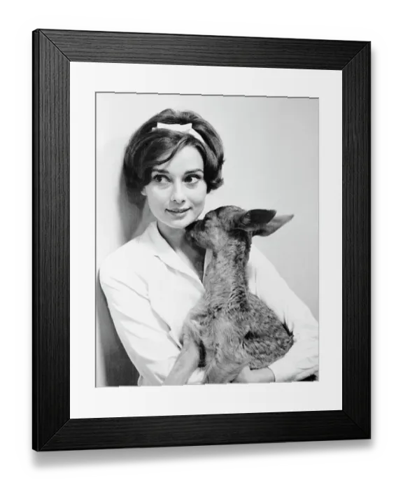 Framed Print : Audrey Hepburn Holding Her Pet Fawn Framed Print : Audrey Hepburn Holding Her Pet Fawn