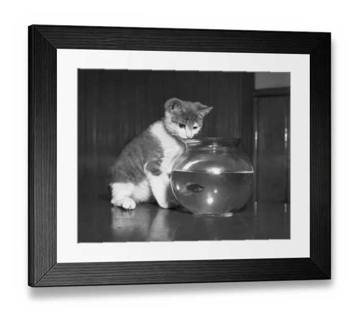 Framed Print : Kitten Watching Fish in a Bowl Framed Print : Kitten Watching Fish in a Bowl