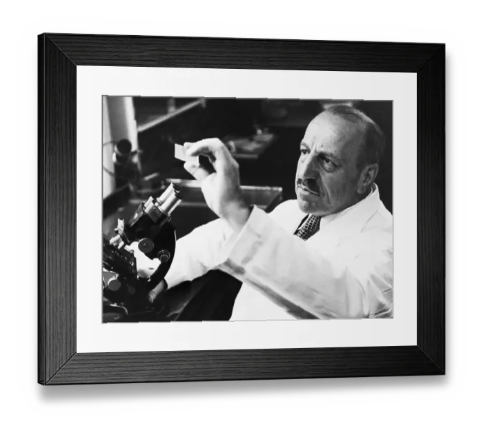 Framed Print : George Papanicolaou Examining a Slide Framed Print : George Papanicolaou Examining a Slide